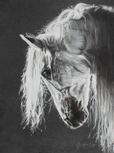 Andalusian PRE Horse Drawing (print) (A5)